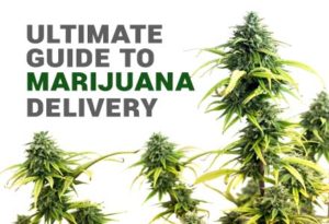 Read out Ultimate guide to Weed Delivery post to learn more!